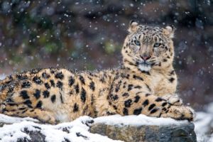 Snow Leopard 4K241588033 300x200 - Snow Leopard 4K - Snow, pair, Leopard